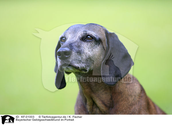 Bayerischer Gebirgsschweihund im Portrait / KF-01003