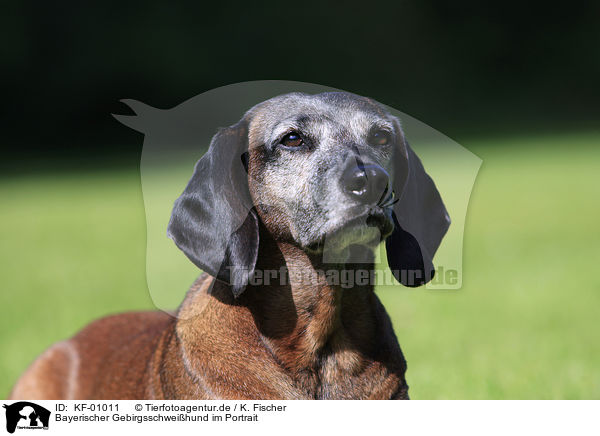 Bayerischer Gebirgsschweihund im Portrait / KF-01011