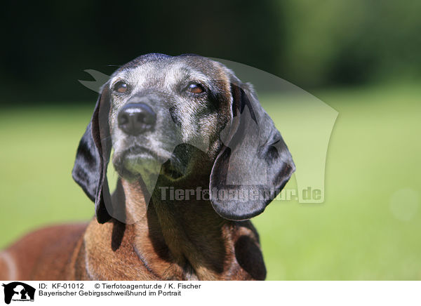 Bayerischer Gebirgsschweihund im Portrait / KF-01012
