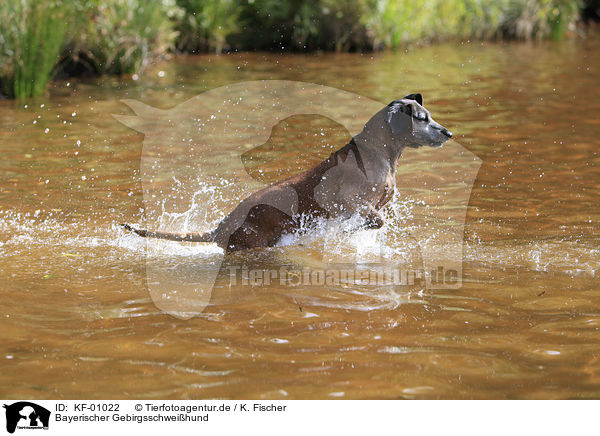 Bayerischer Gebirgsschweihund / KF-01022