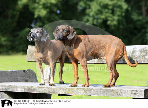 Bayerischer Gebirgsschweihunde / KF-01023