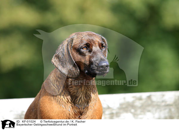 Bayerischer Gebirgsschweihund im Portrait / KF-01024