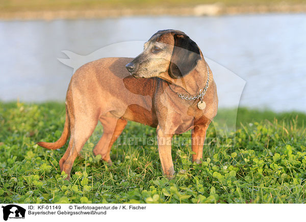 Bayerischer Gebirgsschweihund / Bavarian mountain dog / KF-01149