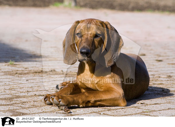 Bayerischer Gebirgsschweihund / Bavarian mountain dog / JH-01207
