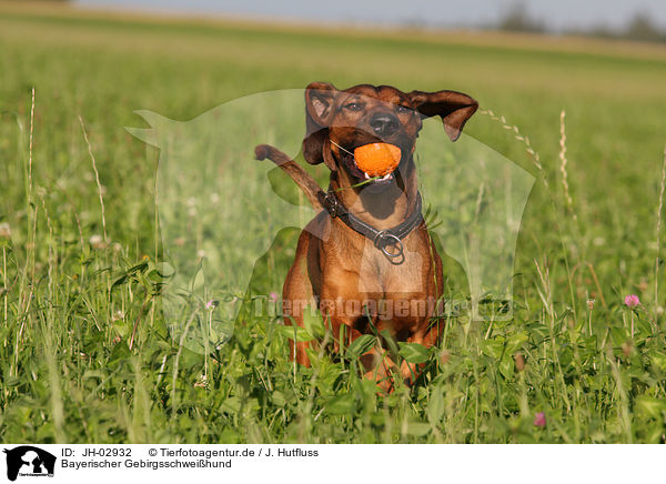 Bayerischer Gebirgsschweihund / Bavarian mountain dog / JH-02932