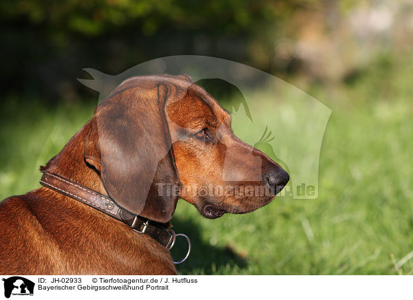 Bayerischer Gebirgsschweihund Portrait / Bavarian mountain dog / JH-02933