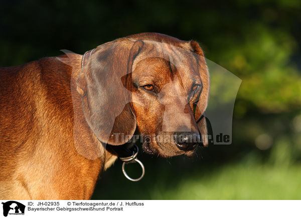 Bayerischer Gebirgsschweihund Portrait / JH-02935