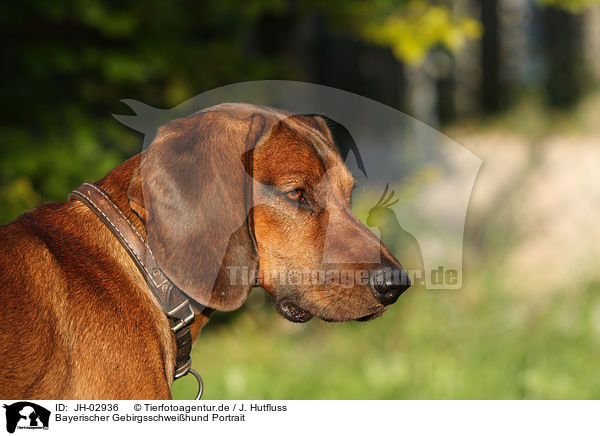 Bayerischer Gebirgsschweihund Portrait / JH-02936