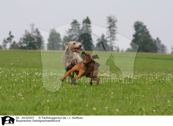 Bayerischer Gebirgsschweihund / Bavarian mountain dog / JH-02937