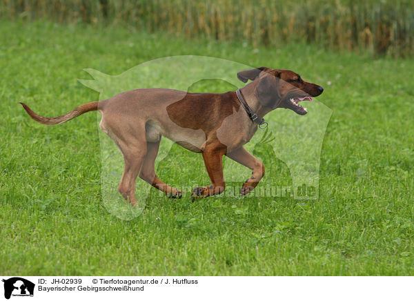 Bayerischer Gebirgsschweihund / Bavarian mountain dog / JH-02939