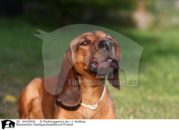 Bayerischer Gebirgsschweihund Portrait / JH-02942
