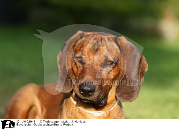 Bayerischer Gebirgsschweihund Portrait / Bavarian mountain dog / JH-02943