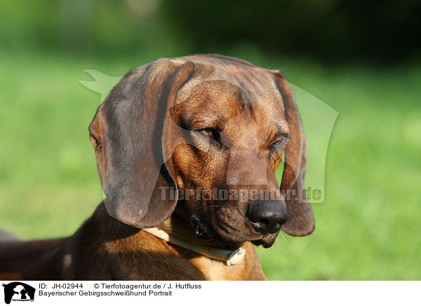 Bayerischer Gebirgsschweihund Portrait / JH-02944
