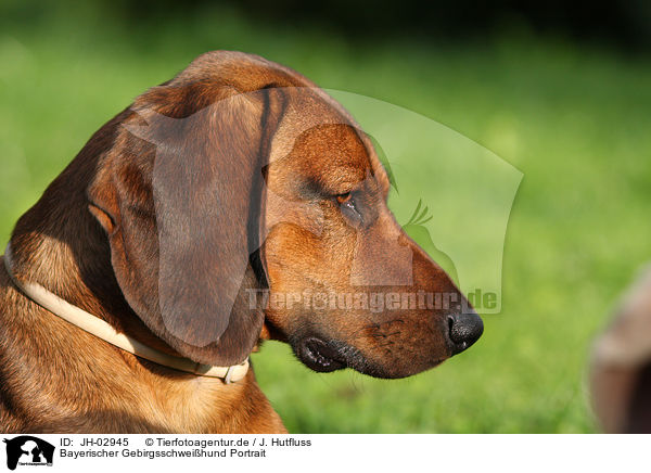 Bayerischer Gebirgsschweihund Portrait / JH-02945