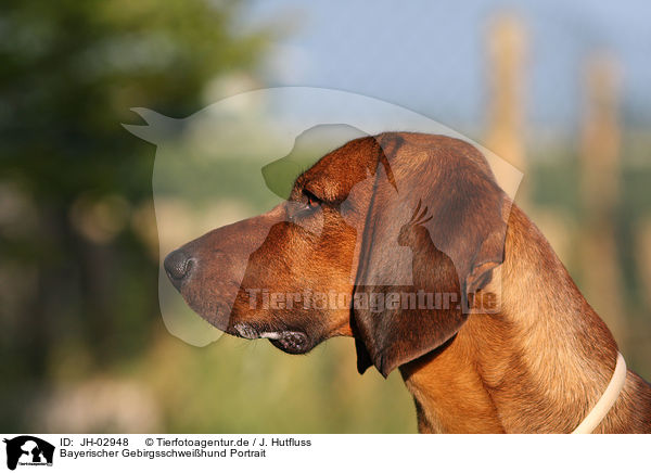 Bayerischer Gebirgsschweihund Portrait / Bavarian mountain dog / JH-02948
