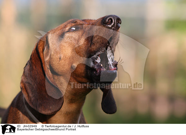 Bayerischer Gebirgsschweihund Portrait / Bavarian mountain dog / JH-02949