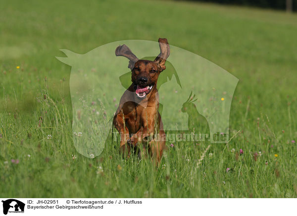 Bayerischer Gebirgsschweihund / Bavarian mountain dog / JH-02951