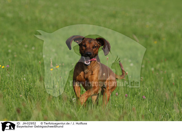 Bayerischer Gebirgsschweihund / JH-02952