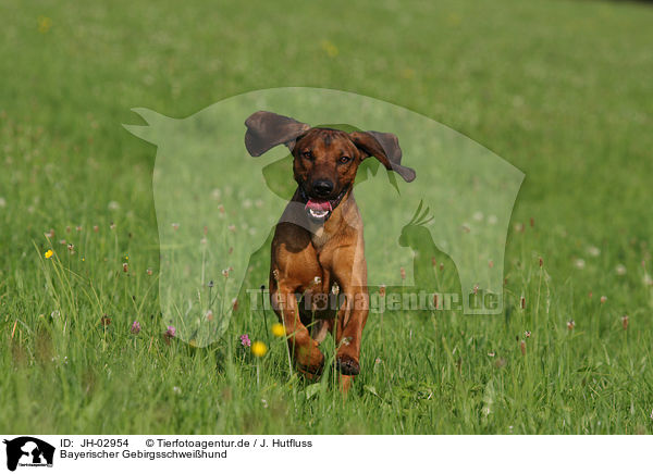 Bayerischer Gebirgsschweihund / JH-02954