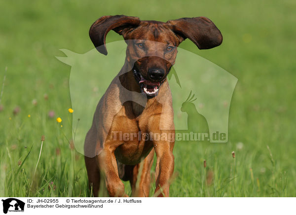 Bayerischer Gebirgsschweihund / Bavarian mountain dog / JH-02955