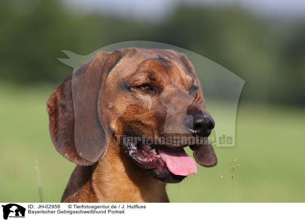 Bayerischer Gebirgsschweihund Portrait / JH-02956
