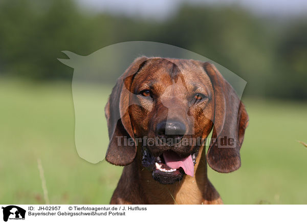 Bayerischer Gebirgsschweihund Portrait / JH-02957