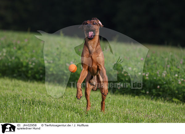 spieledner Hund / playing dog / JH-02958