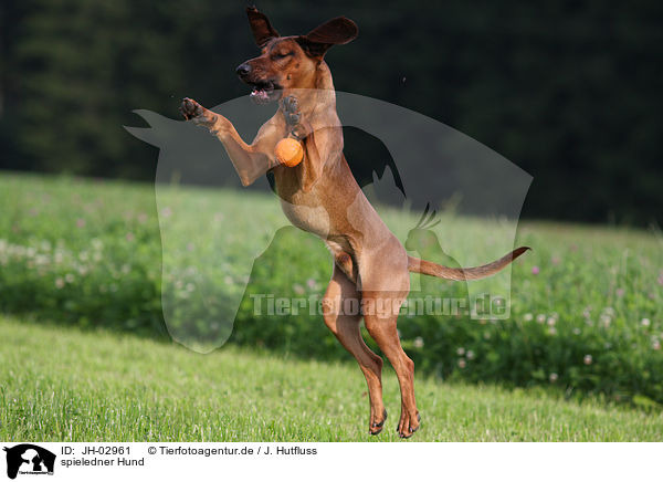 spieledner Hund / playing dog / JH-02961