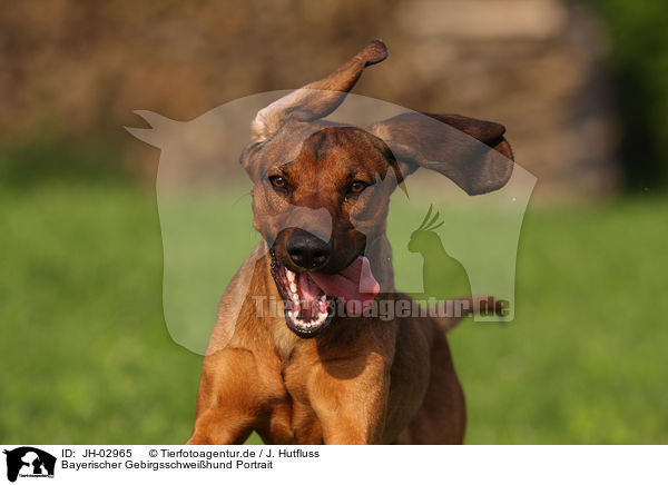 Bayerischer Gebirgsschweihund Portrait / JH-02965