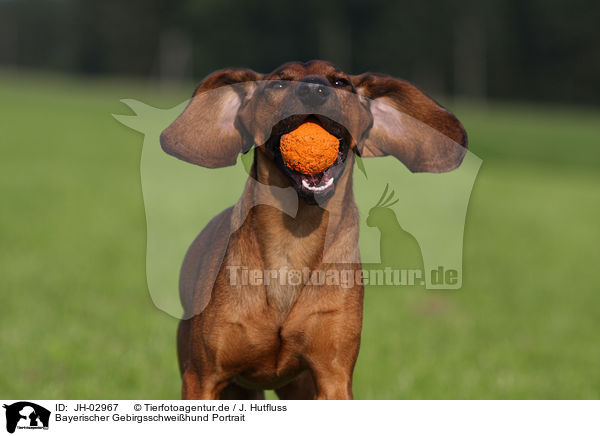 Bayerischer Gebirgsschweihund Portrait / JH-02967