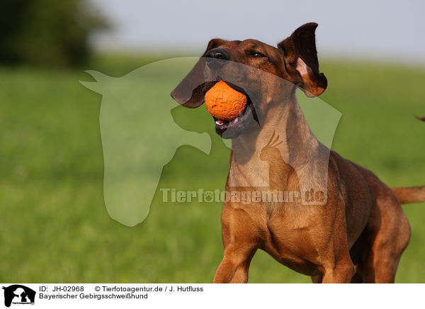 Bayerischer Gebirgsschwei�hund / Bavarian mountain dog / JH-02968