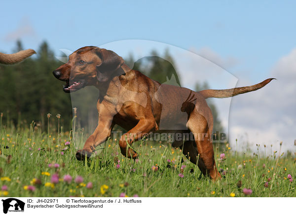 Bayerischer Gebirgsschweihund / Bavarian mountain dog / JH-02971