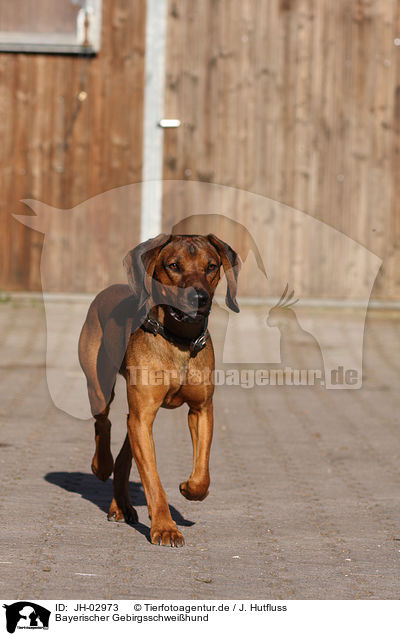 Bayerischer Gebirgsschweihund / Bavarian mountain dog / JH-02973