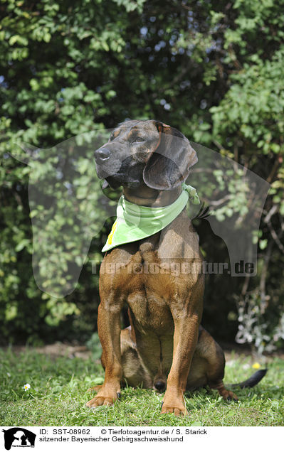 sitzender Bayerischer Gebirgsschweisshund / sitting Bayerischer Gebirgsschweisshund / SST-08962