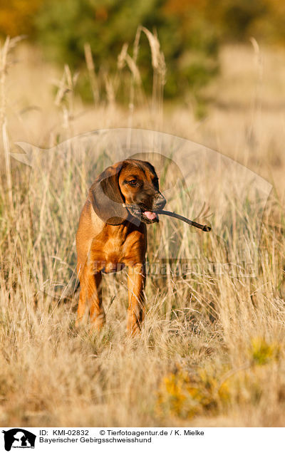 Bayerischer Gebirgsschweisshund / hound / KMI-02832