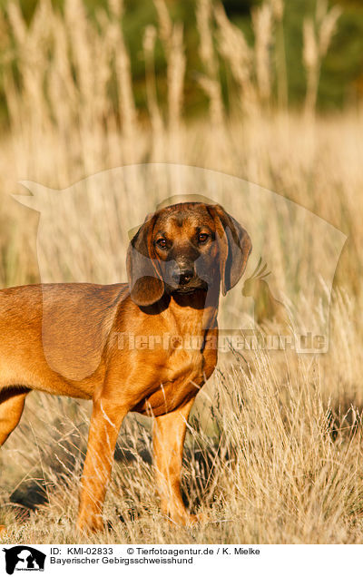 Bayerischer Gebirgsschweisshund / hound / KMI-02833