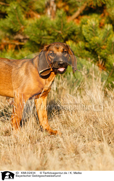 Bayerischer Gebirgsschweisshund / hound / KMI-02834