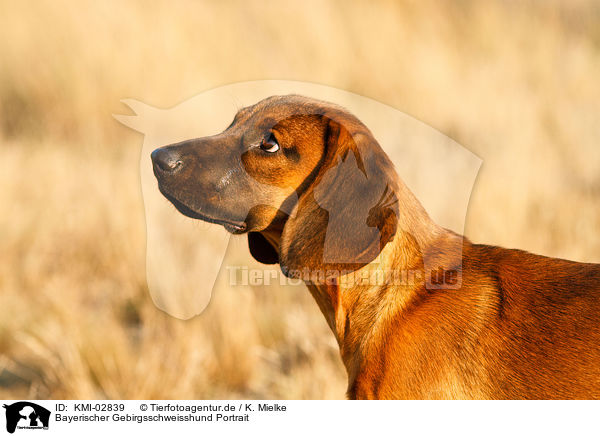 Bayerischer Gebirgsschweisshund Portrait / hound portrait / KMI-02839