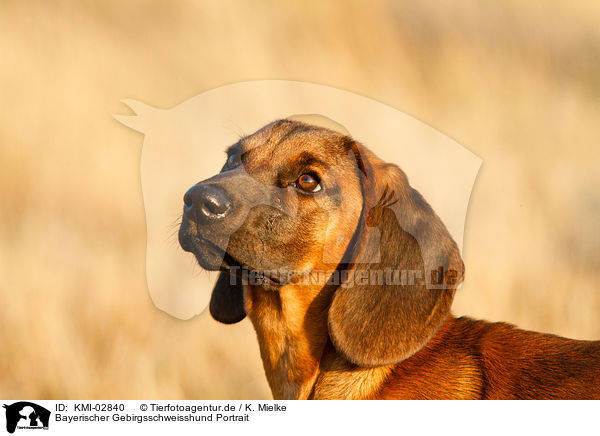 Bayerischer Gebirgsschweisshund Portrait / hound portrait / KMI-02840