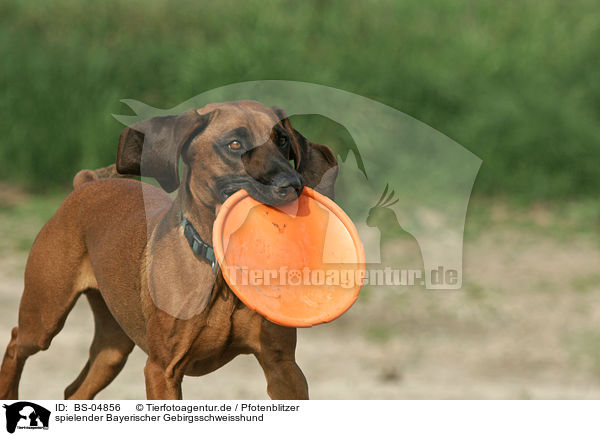 spielender Bayerischer Gebirgsschweisshund / playing hound / BS-04856