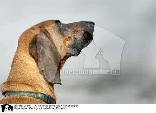 Bayerischer Gebirgsschweisshund Portrait / BS-04861