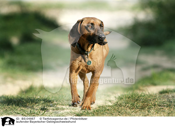 laufender Bayerischer Gebirgsschweisshund / walking hound / BS-04867