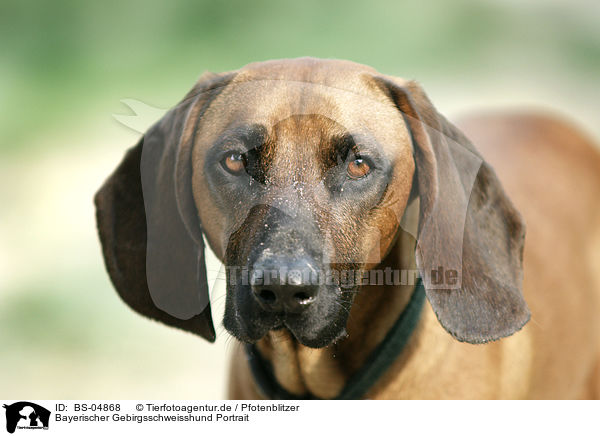 Bayerischer Gebirgsschweisshund Portrait / hound portrait / BS-04868