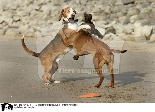 spielende Hunde / playing dogs / BS-04874