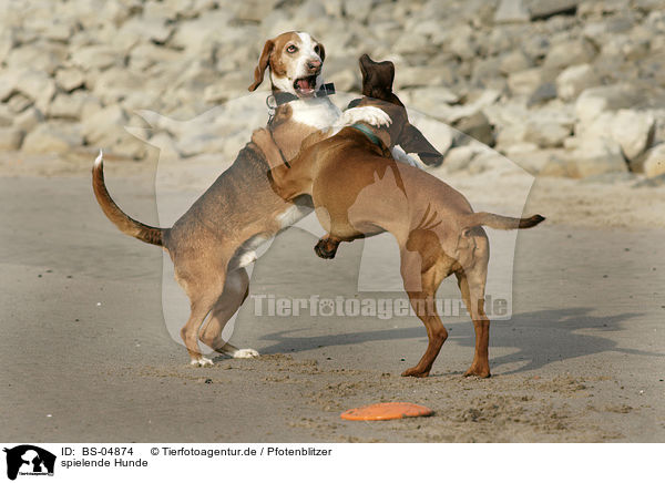 spielende Hunde / BS-04874