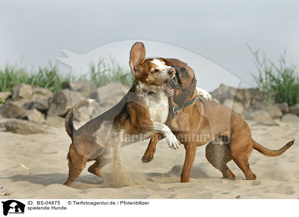 spielende Hunde / playing dogs / BS-04875
