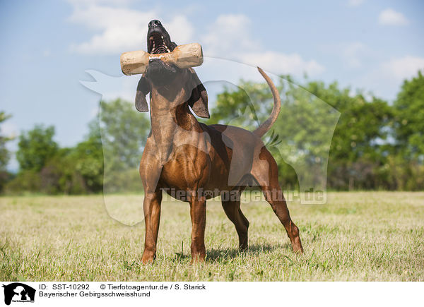 Bayerischer Gebirgsschweisshund / SST-10292