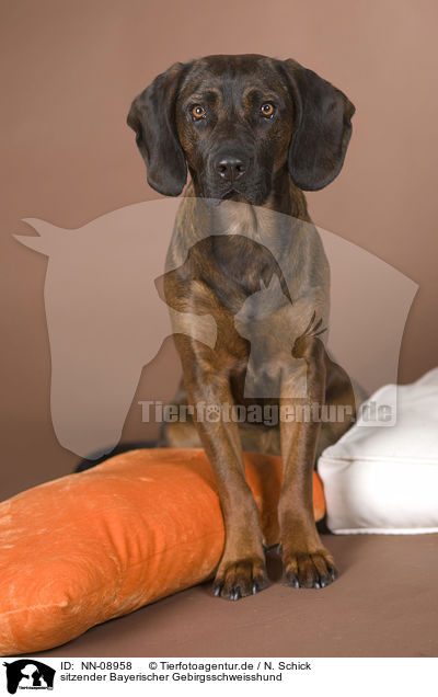 sitzender Bayerischer Gebirgsschweisshund / NN-08958