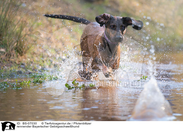 rennender Bayerischer Gebirgsschweihund / running Bavarian Mountain Dog / BS-07030