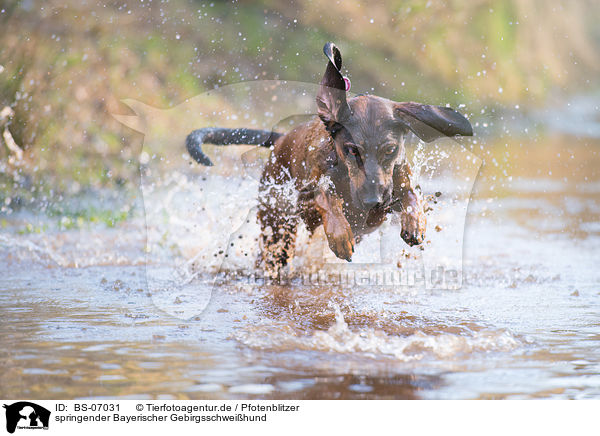 springender Bayerischer Gebirgsschweihund / jumping Bavarian Mountain Dog / BS-07031